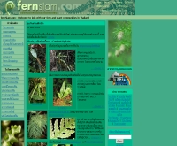 เฟินสยาม - fernsiam.com