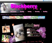 แบล็คเบอร์รี่-ชิห์สุ - blackberry-shihtzu.com