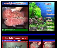 สยามคราวน์เทล - siamcrowntail.com