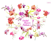 ออคิด ฟลาวเวอร์  ปทุม - orchidflowerspathum.net