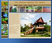 พิพิธภัณฑ์ปลากัดไทย - fightingfishgallery.com